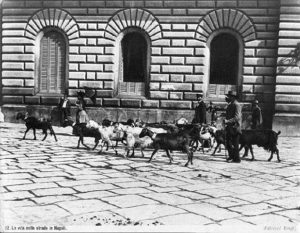 The image depicts a shepherd running his goats in front of Palace Guevara di Bovino, Naples, in 1870s