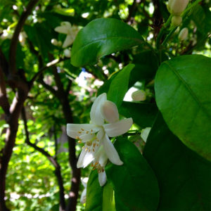 citrus-blossoms