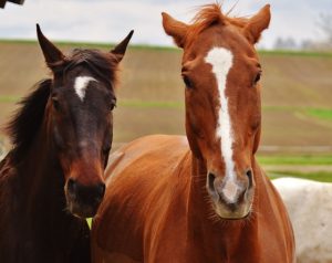 Two horses side by side, in likeness to each other.