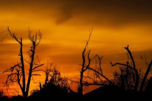 The sun sets on nature that has been damaged.