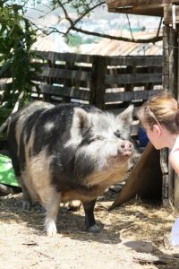 A person coming face-to-face with a pig.