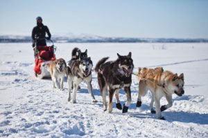 A team dogsledding across the snow.