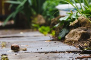 A snail crossing a path, slow and steady.