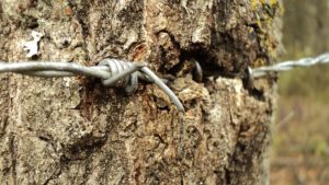 Barbed wire cutting into a tree's trunk. 