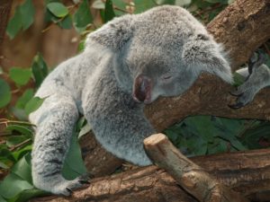 A Koala bear resting on a tree branch.