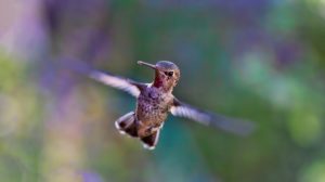 A hummingbird flitting about.