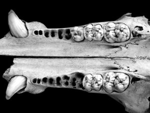The fangs and teeth of a skeletal jaw.