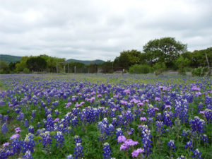 A photo of Bluebonnets taken along a Texas highway. Photo used by permission from Mark D. Roberts. All rights reserved.