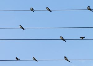 Birds sitting on multiple electrical wires running parallel to each other.