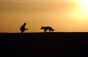 A dog approaching its owner against the sunset.