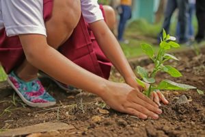 A child placing a new plant in the earth.