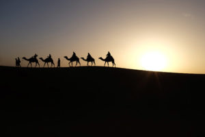 Silhouettes of a camel caravan set in the desert during sun down.