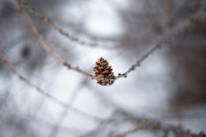 A lone pine cone perched on a thin tree branch in snow.