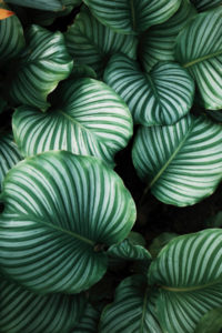 The contrast between grayish-white and green on the leaves of a type of palm tree.