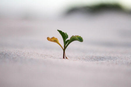 A little plant sprouting out of the sand.