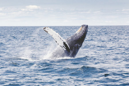 A whale doing a back flip along the surface of the ocean.