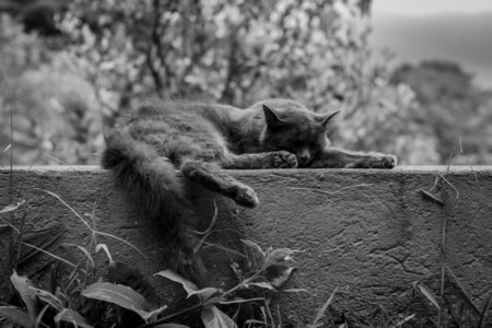 A sleeping cat.