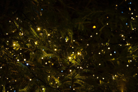 Strung Christmas lights.