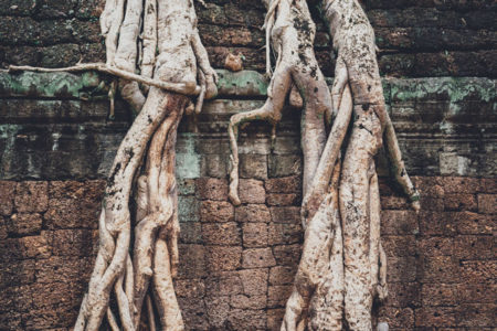 Roots of trees growing over old bricks.